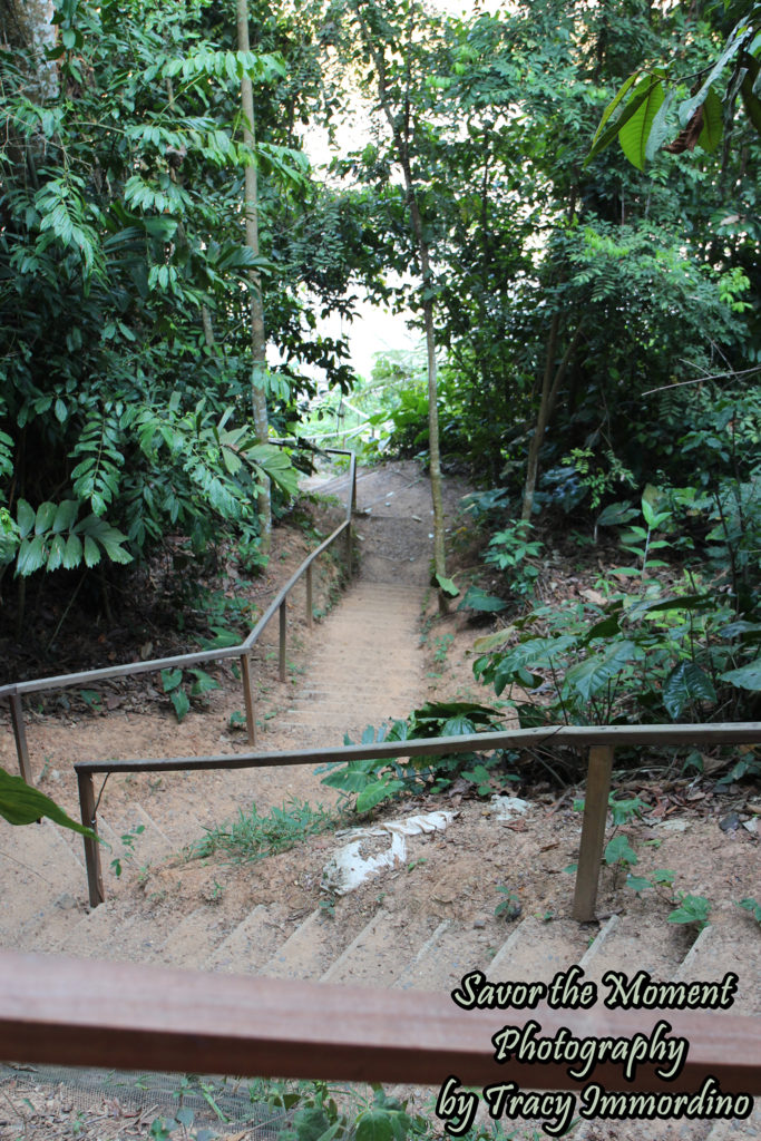 Stairs Down to Boat Launch in Madre de Dios