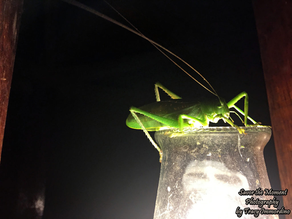 Katydid in the Amazon