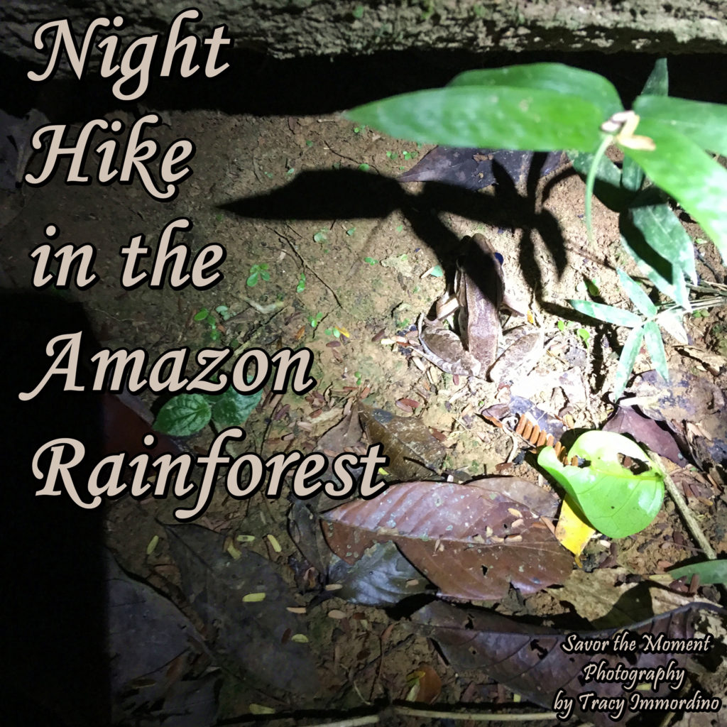 Night Hike in the Amazon Rainforest