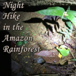 Night Hike in the Amazon Rainforest