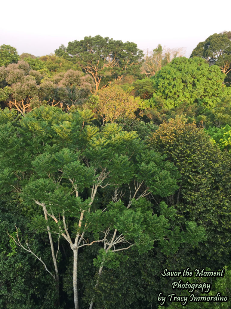 Amazon Rainforest Canopy in Tambopata National Reserve, Peru