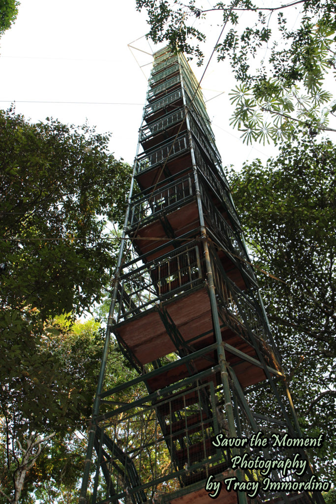 Canopy Tower in the Amazon Rainforest
