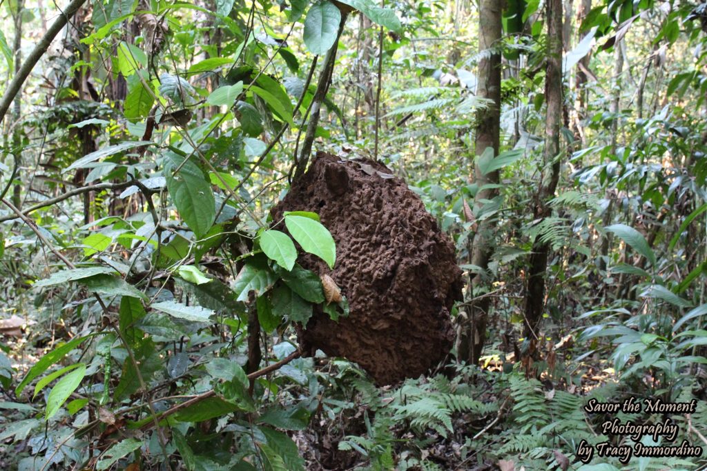 Termite Mound in the Amazon Rainforest in Peru