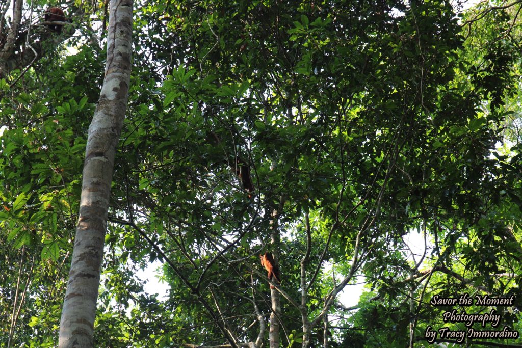 Red Howler Monkeys in the Amazon Rainforest, Peru