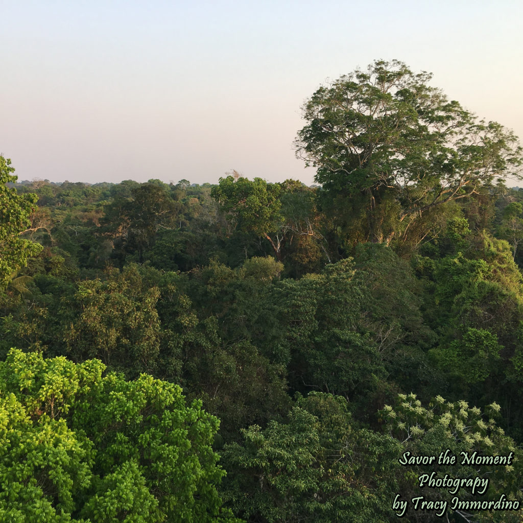 Amazon Rainforest Canopy in Tambopata National Reserve, Peru