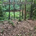 Mammal Clay Lick in the Amazon Rainforest