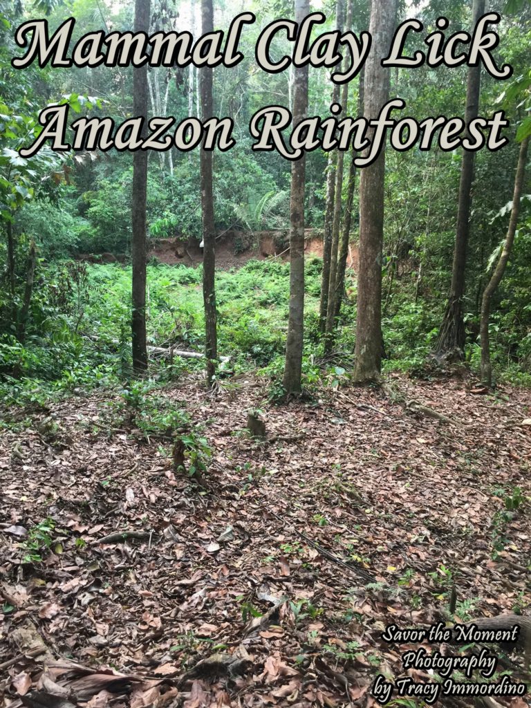 Mammal Clay Lick in the Amazon Rainforest