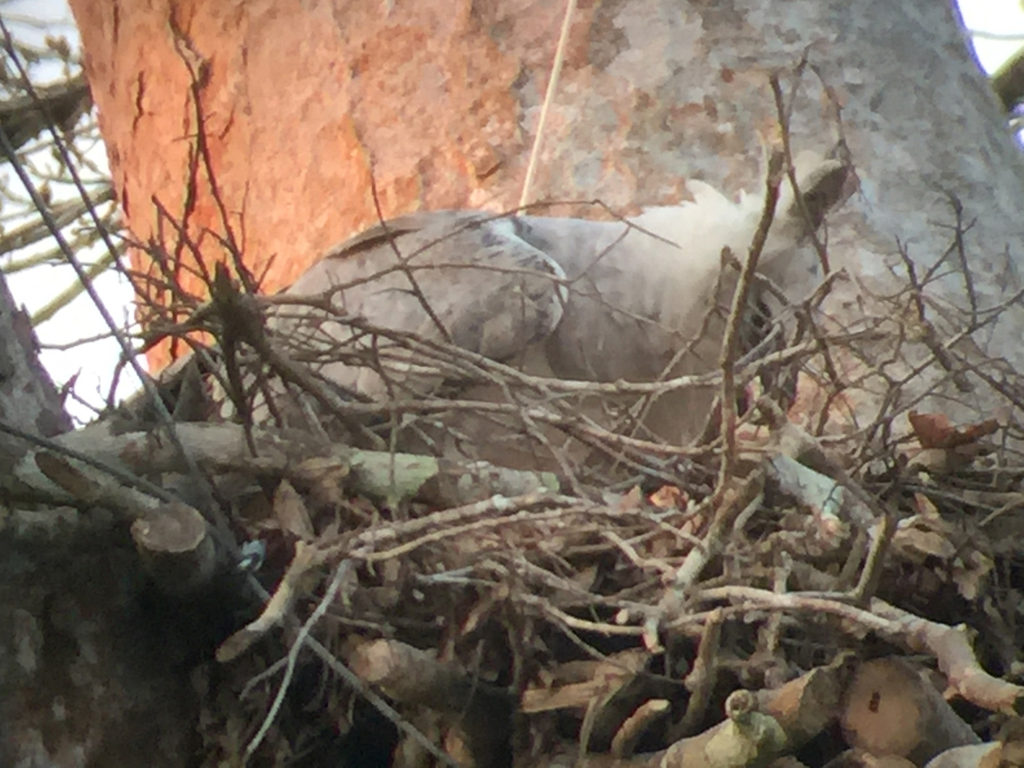 Harpy Eagle in the Amazon Rainforest