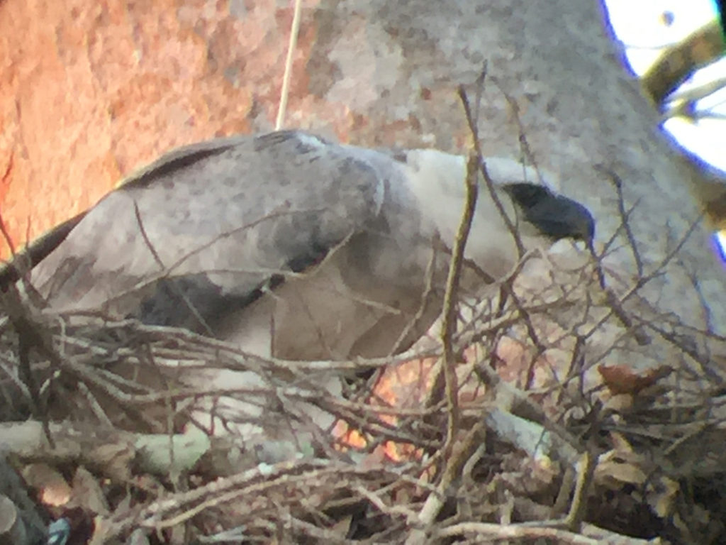 Harpy Eagle in the Amazon Rainforest, Peru