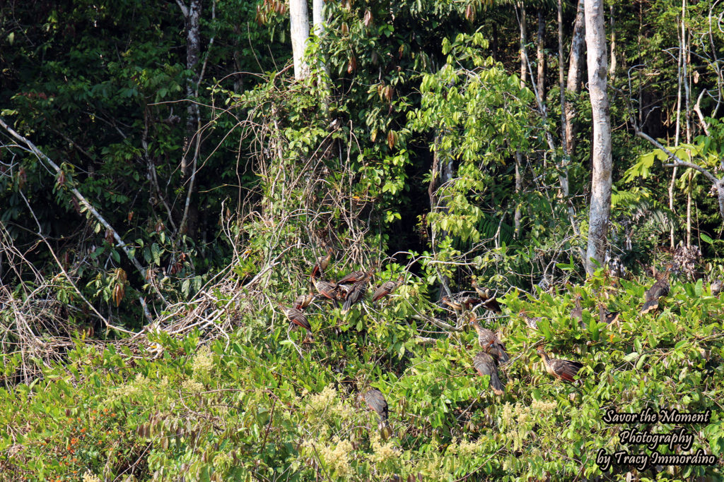 A Flock of Hoatzins in Peru