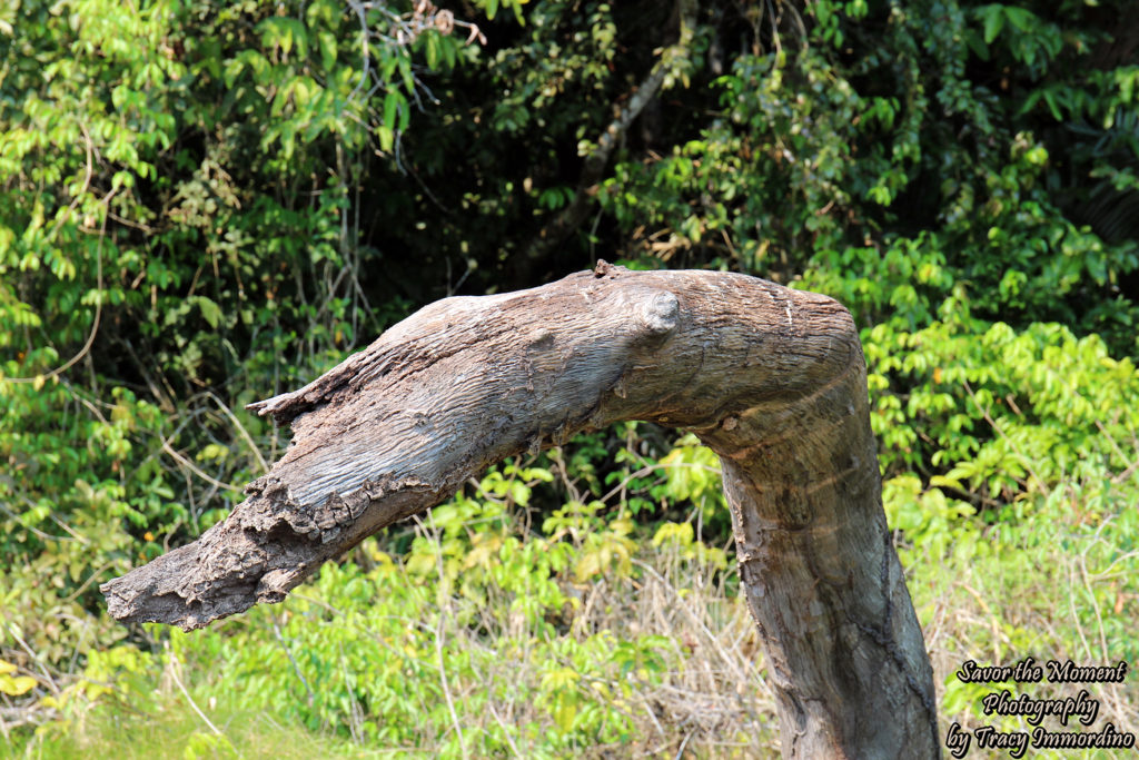 Bats in the Amazon Rainforest