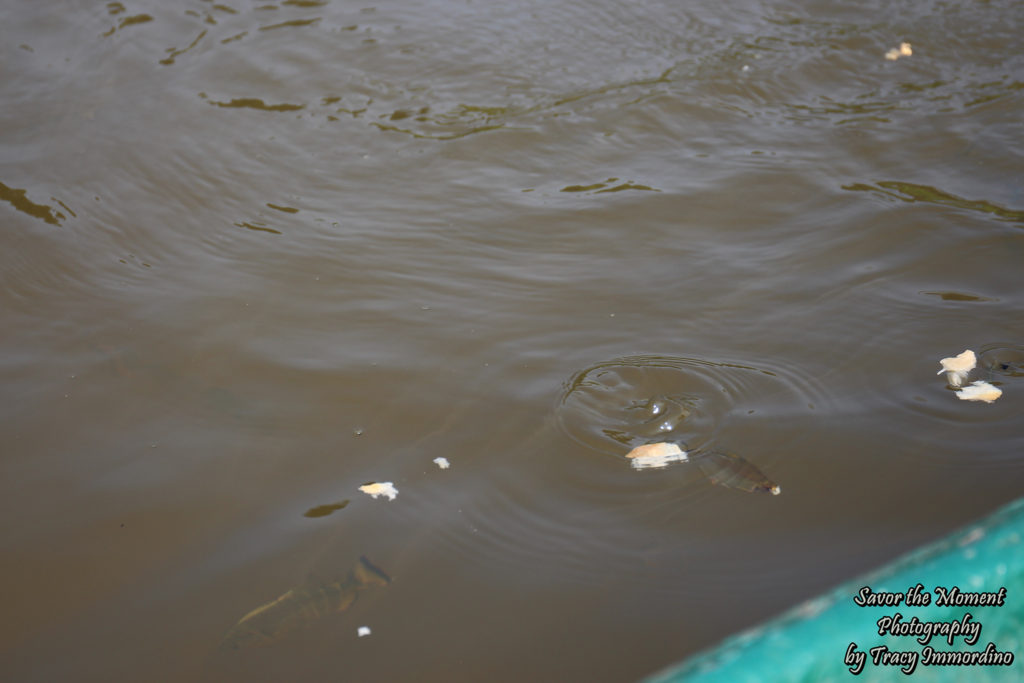 Feeding Piranhas in the Amazon Rainforest