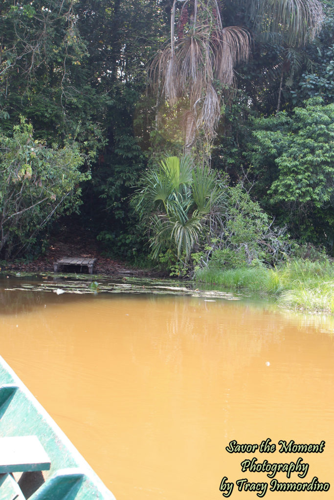 The Trail Leading into the Amazon Rainforest