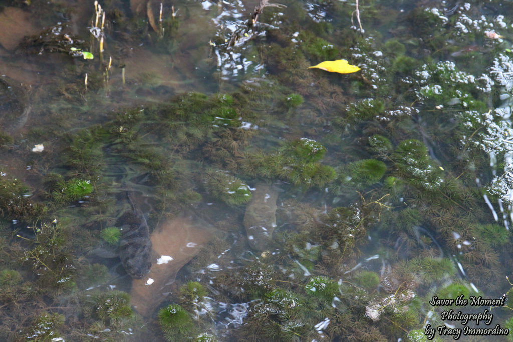 Amazon Rainforest Water Wildlife