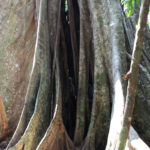 Fig Tree in the Amazon Rainforest of Peru