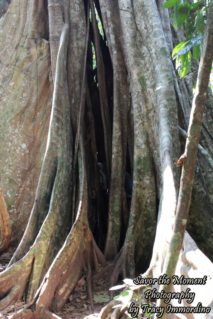 Fig Tree in the Amazon Rainforest of Peru