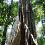 Fig Tree in the Amazon Rainforest of Peru
