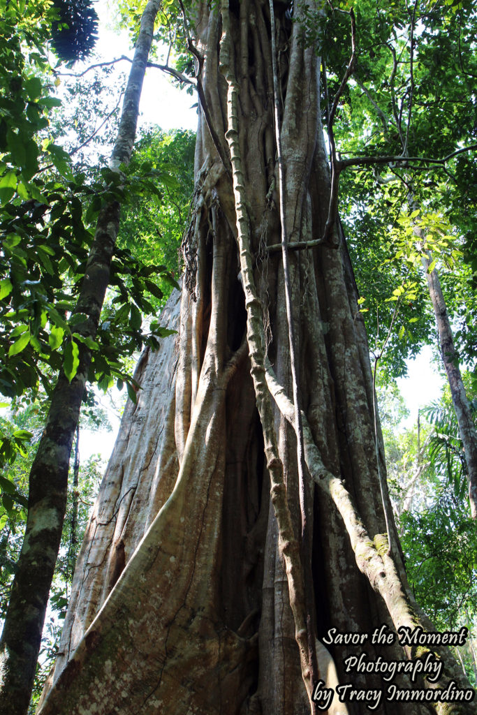 Fig Tree in the Amazon Rainforest of Peru