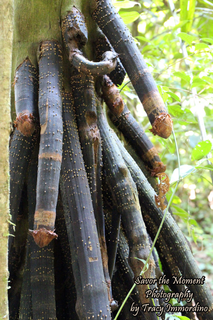 A Walking Tree in the Amazon Rainforest