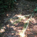 Strangler Fig Tree Roots