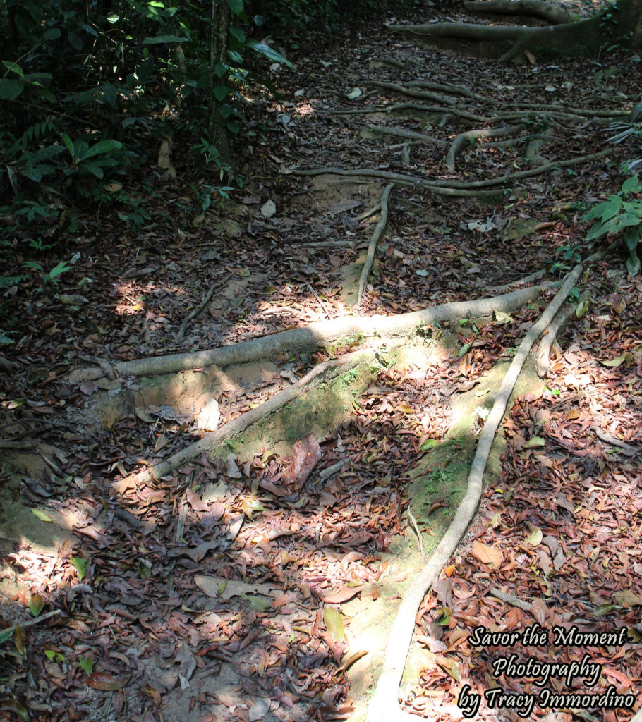 Strangler Fig Tree Roots 