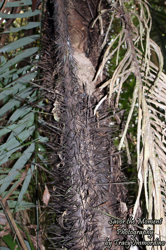 A Spiky Palm Tree Trunk in the Amazon Rainforest