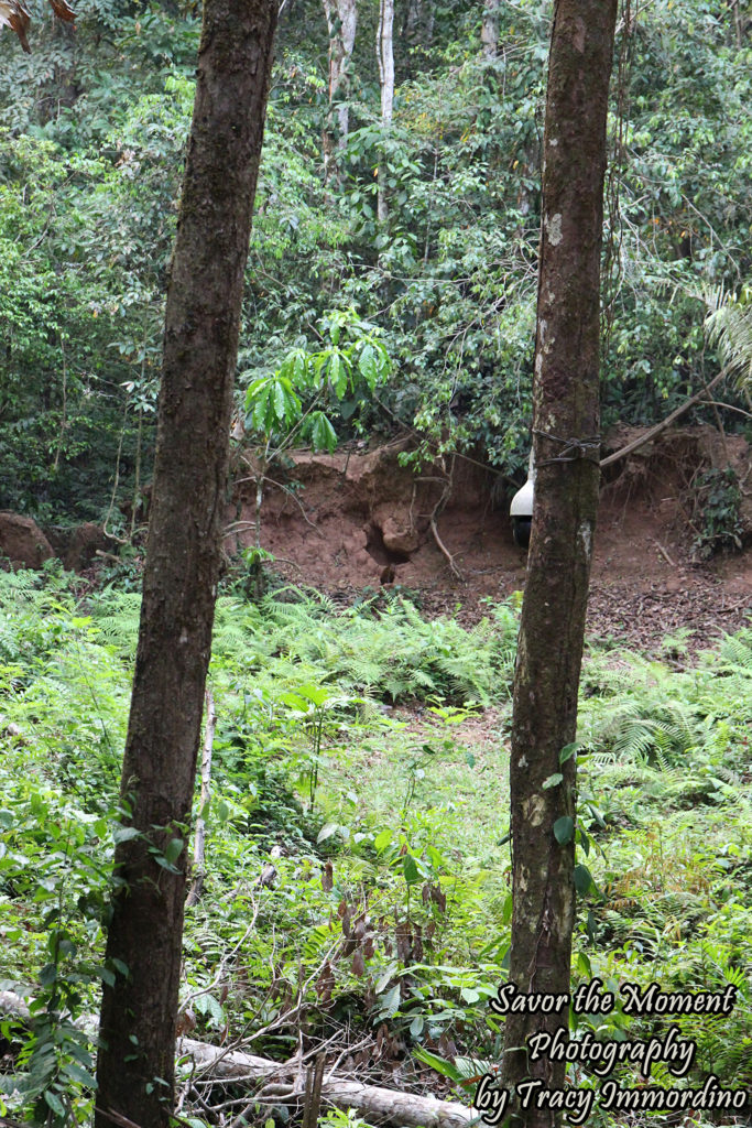 Capybara in the Amazon Rainforest