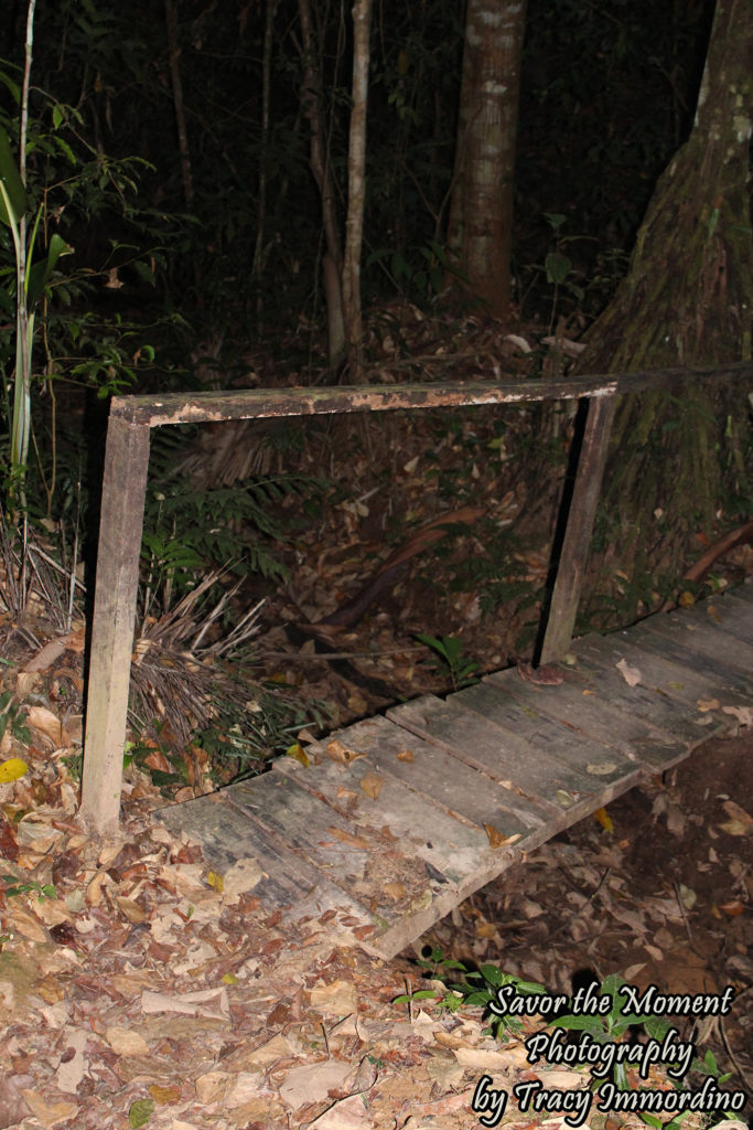 Hiking in the Amazon Rainforest, Peru