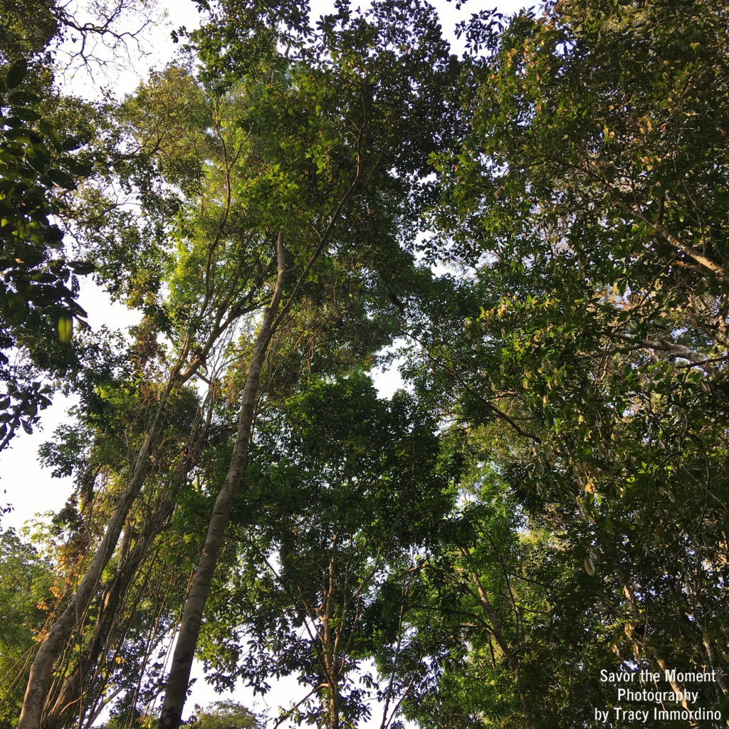 Red Howler Monkeys in the Amazon Rainforest