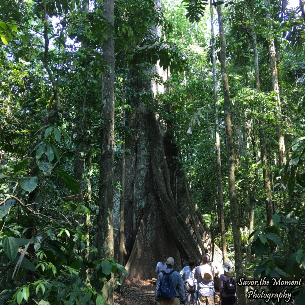 Strangler Fig Tree in the Amazon Rainforest in Peru