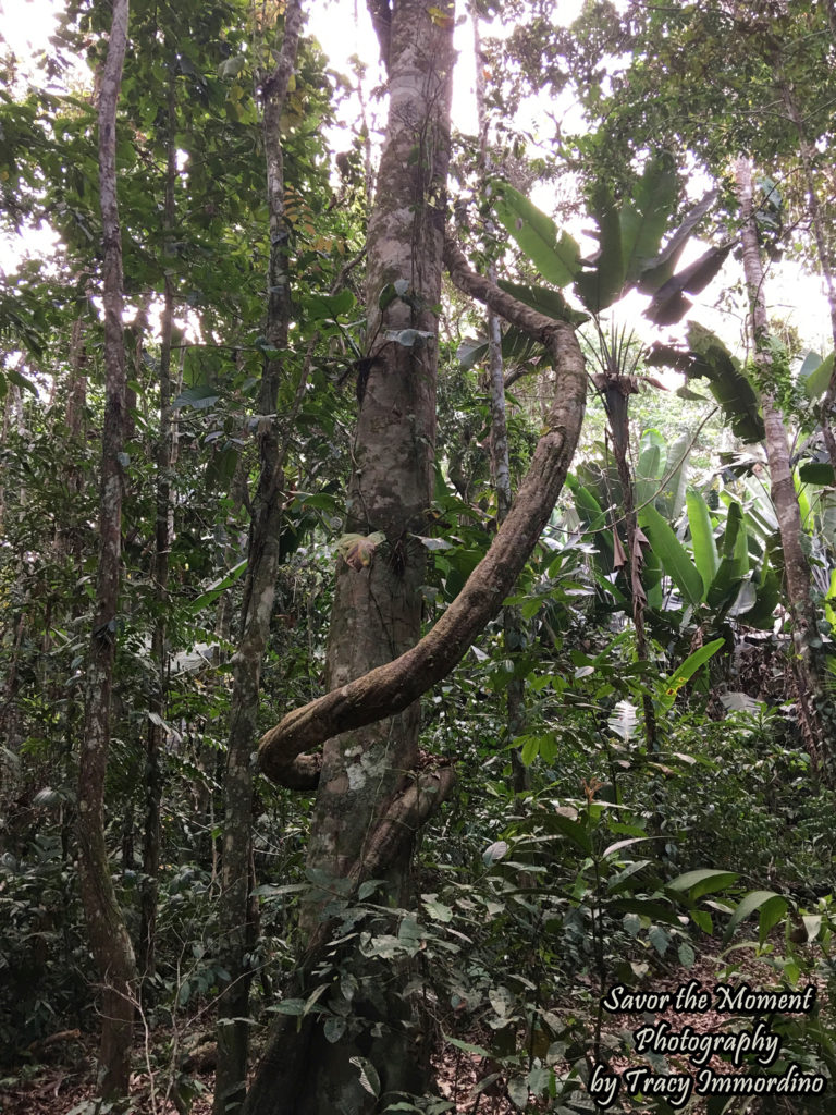 Amazon Rainforest in Tambopata, Peru
