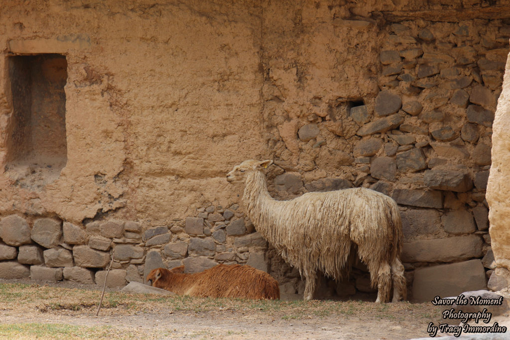 Llamas at the Ollantaytambo Ruins