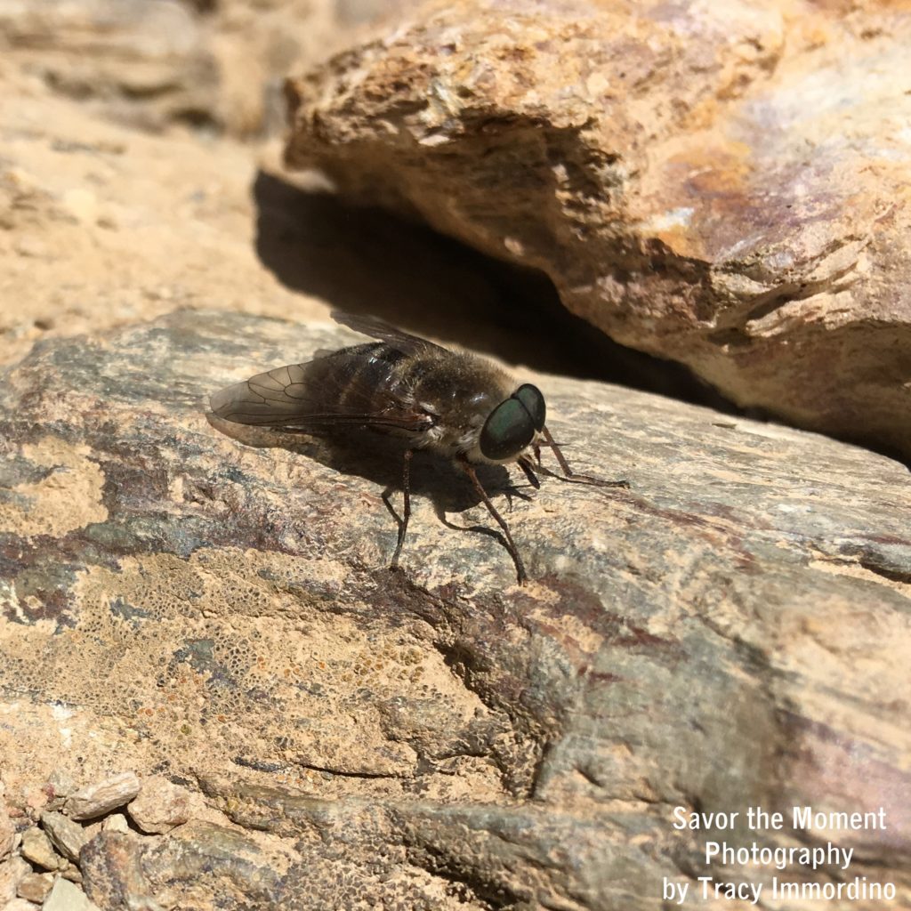 Insects are Big in the Andes Mountains