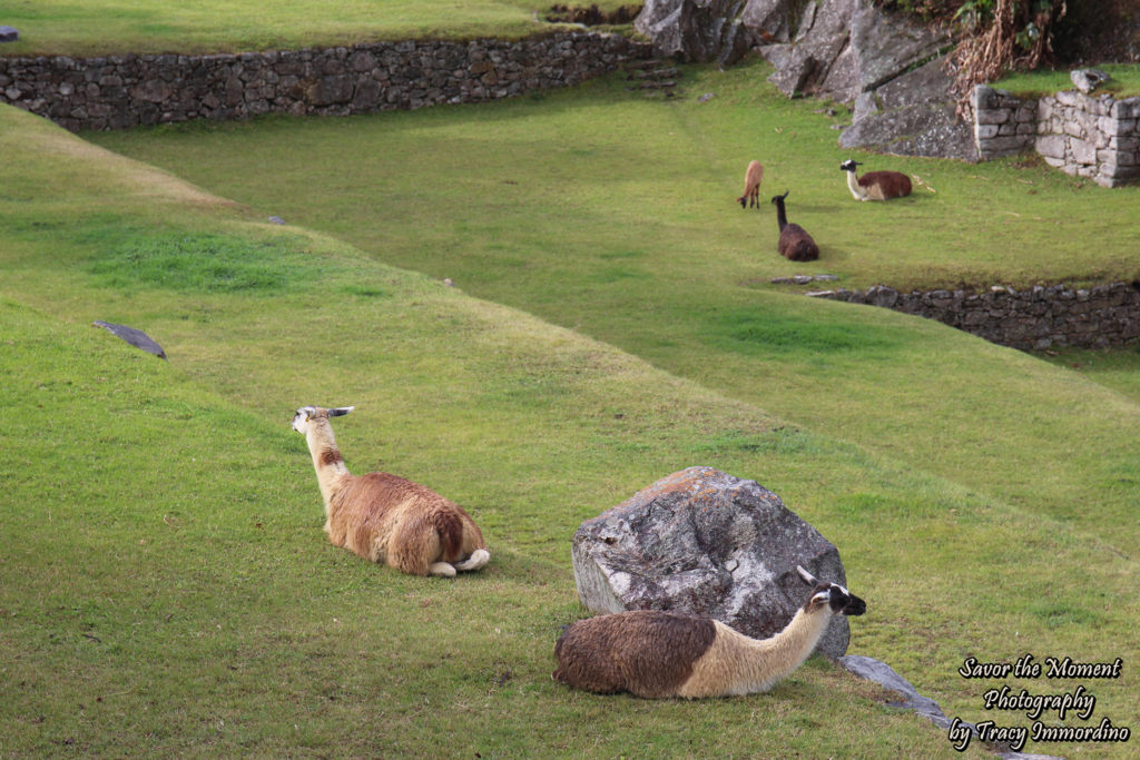 Llamas at Machu Picchu