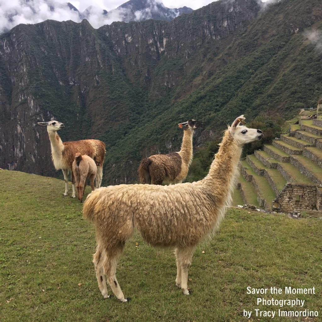 Llamas at Machu Picchu