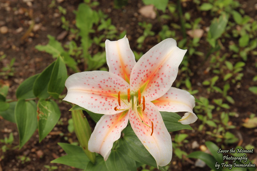 Asiatic Lily Flower