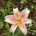 Asiatic Lily Flower