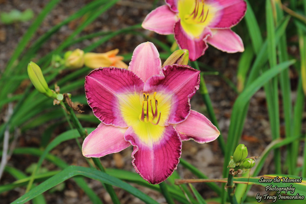 Daylilies 