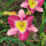 Daylilies at Rotary Botanical Gardens in Janesville, Wisconsin