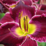 Mary’s Baby Daylily at Rotary Botanical Gardens in Janesville, Wisconsin