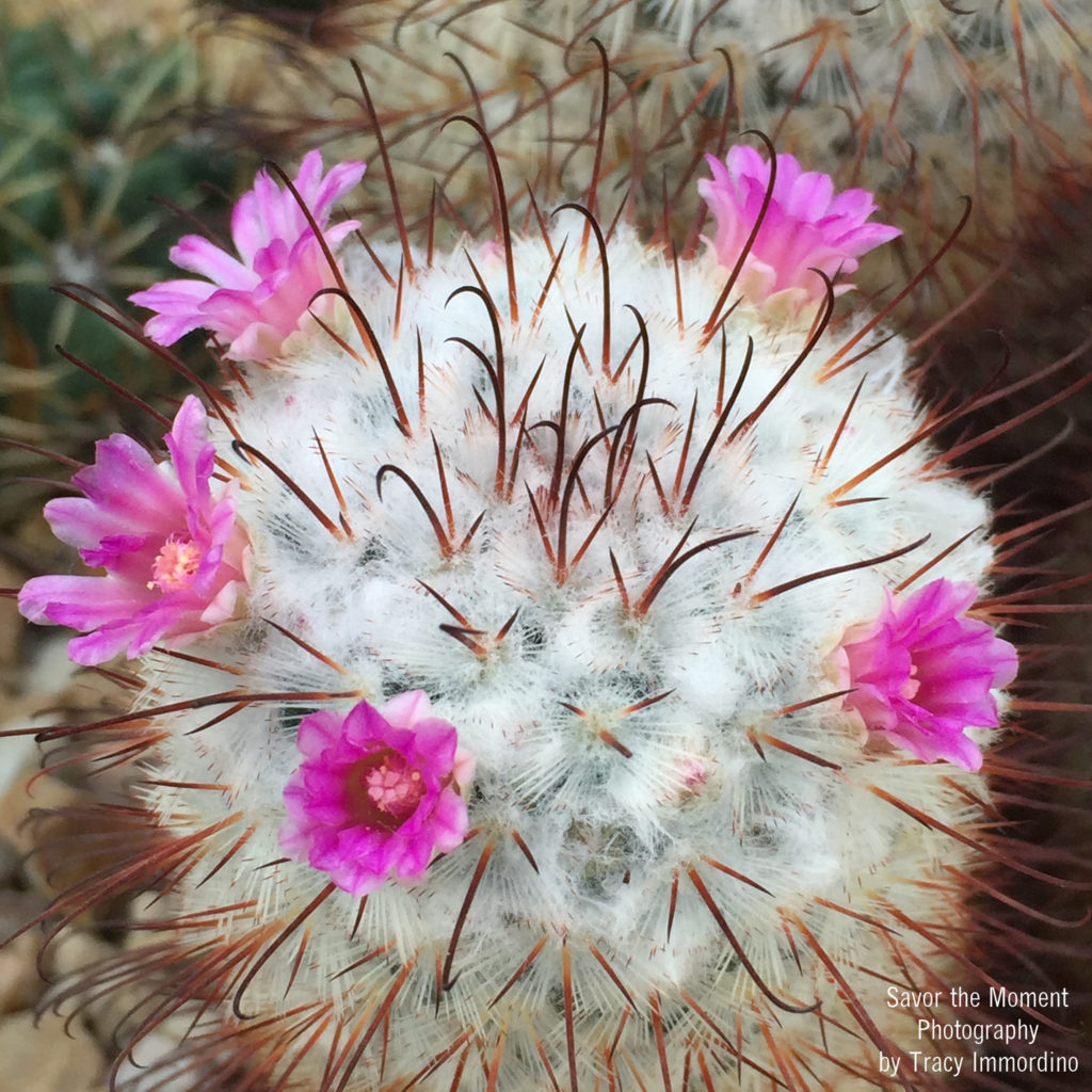 Blooming Cactus in the Desert House at Garfield Park Conservatory in Chicago