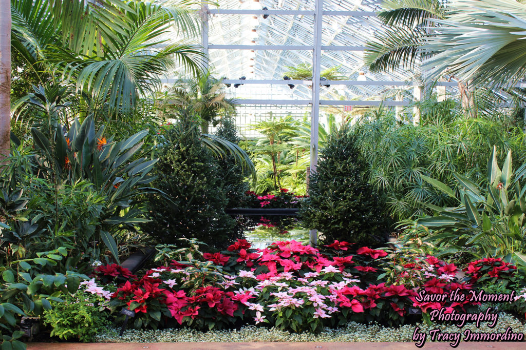 Christmas Display in the Palm House of the Garfield Park Conservatory