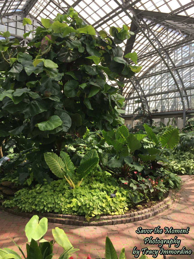 The Aroid House at Garfield Park Conservatory in Chicago