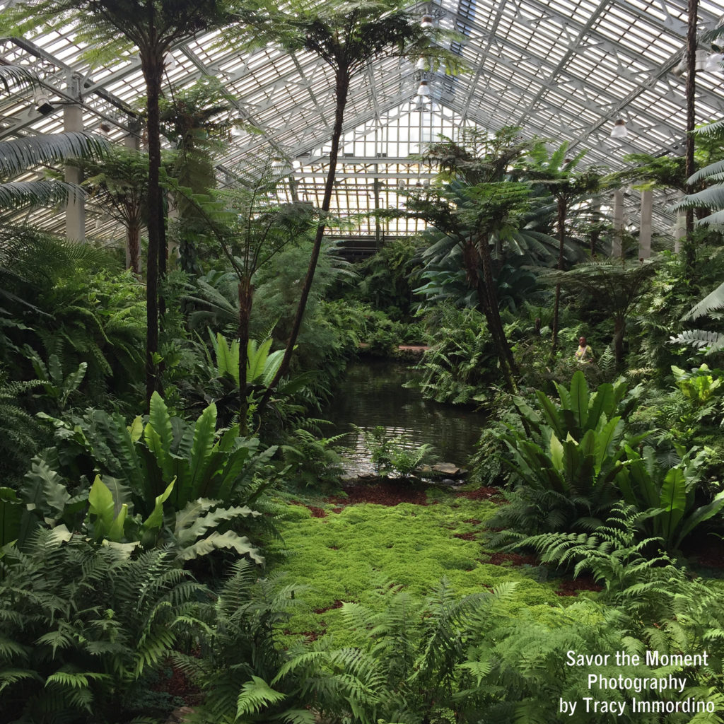 The Fern Room at Garfield Park Conservatory in Chicago