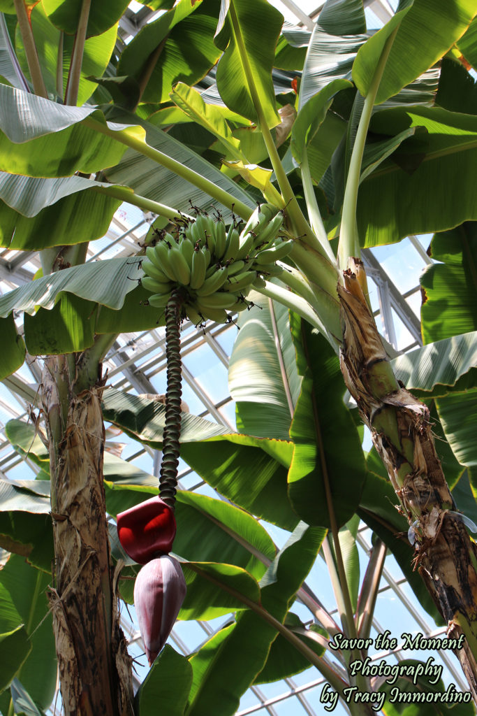 The Sugar from the Sun Room at Garfield Park Conservatory in Chicago