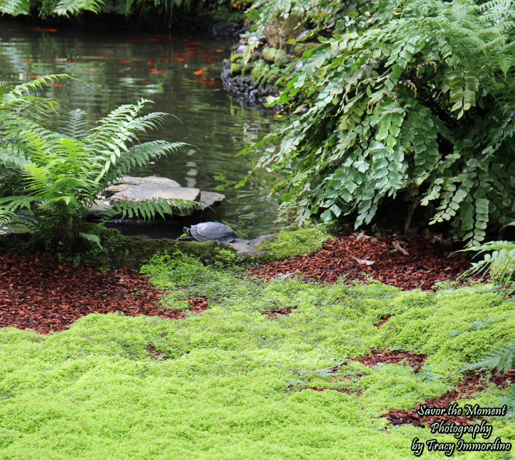 The Fern Room at Garfield Park Conservatory in Chicago