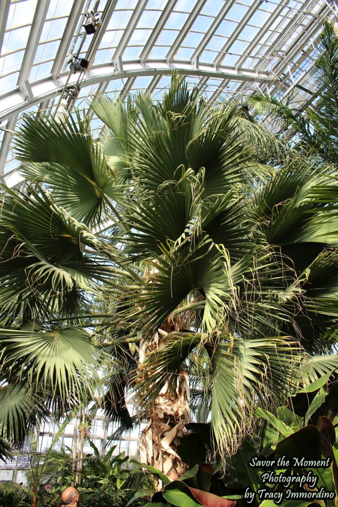 The Palm House at Garfield Park Conservatory in Chicago