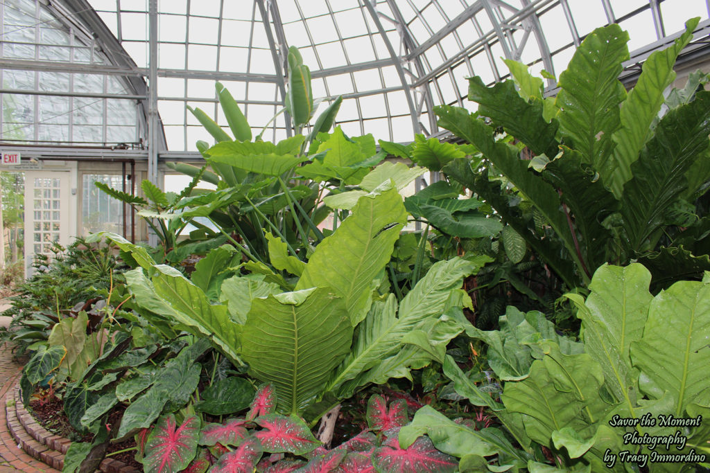 The Aroid House at Garfield Park Conservatory in Chicago