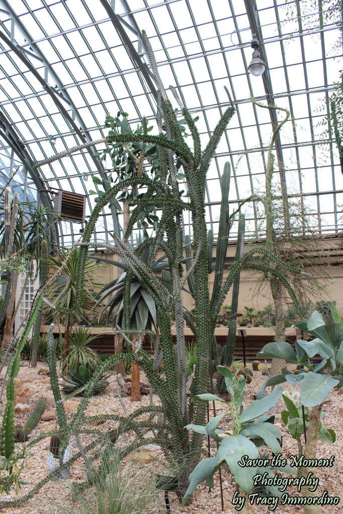 The Desert House at Garfield Park Conservatory in Chicago