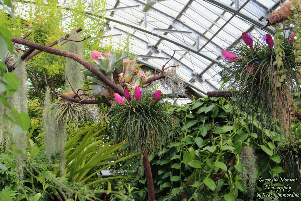 The Sugar from the Sun Room at Garfield Park Conservatory in Chicago